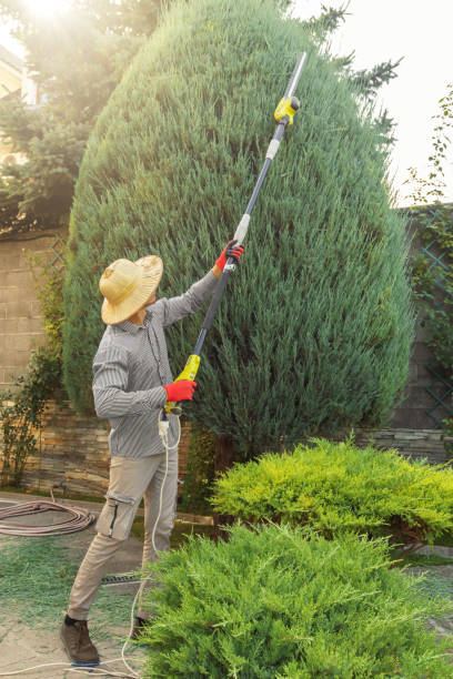 Best Tree Cutting Near Me  in Wilderness Rim, WA